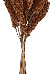 Zolux Red Anjou Millet - 250 G